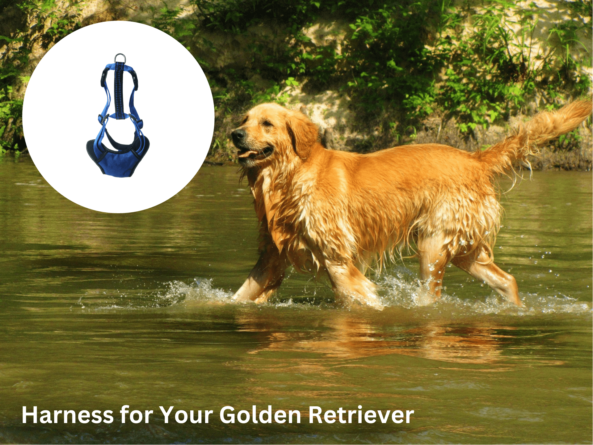Unleashing the Ideal Harness for Your Golden Retriever: A Dog Lover’s ...